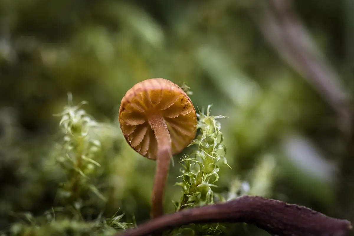 Why Is My Moss Turning Brown? 7 Causes and Fixes